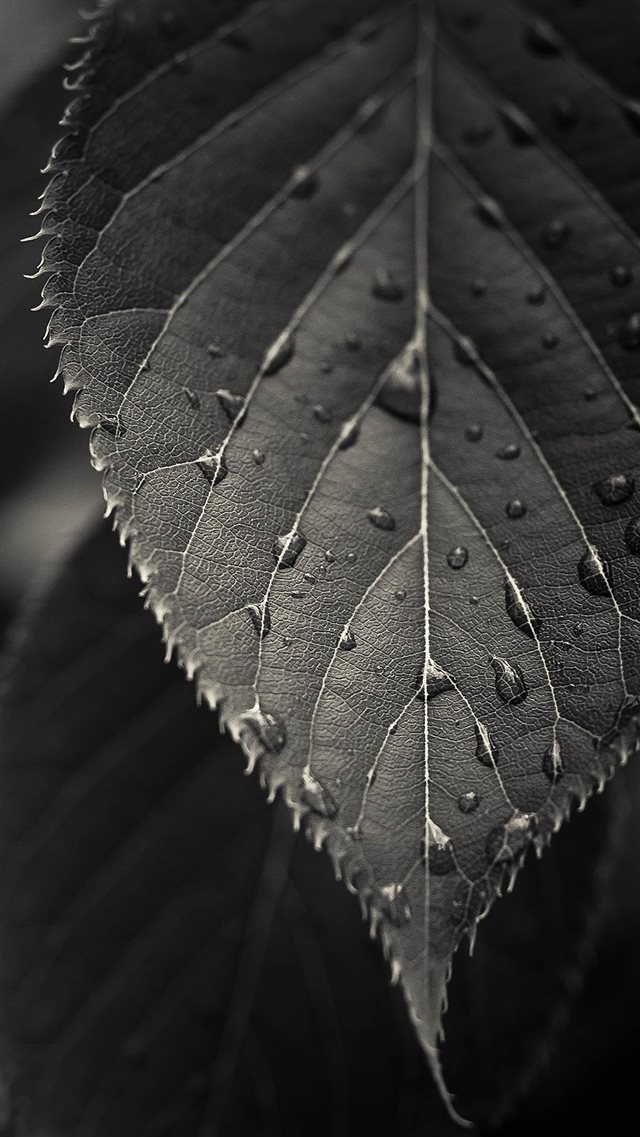 Gray Leaf Macro iPhone 8 wallpaper 