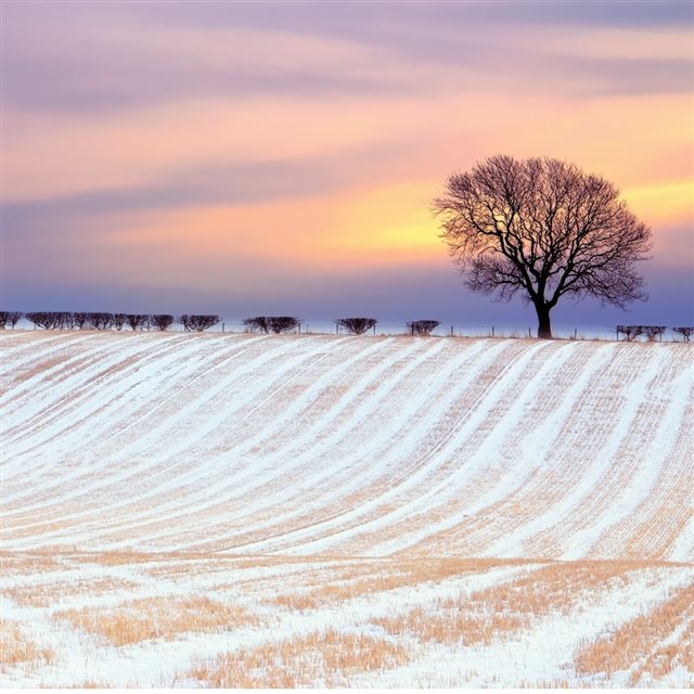 Wonder Winter Sunny Snowy Field iPad wallpaper 