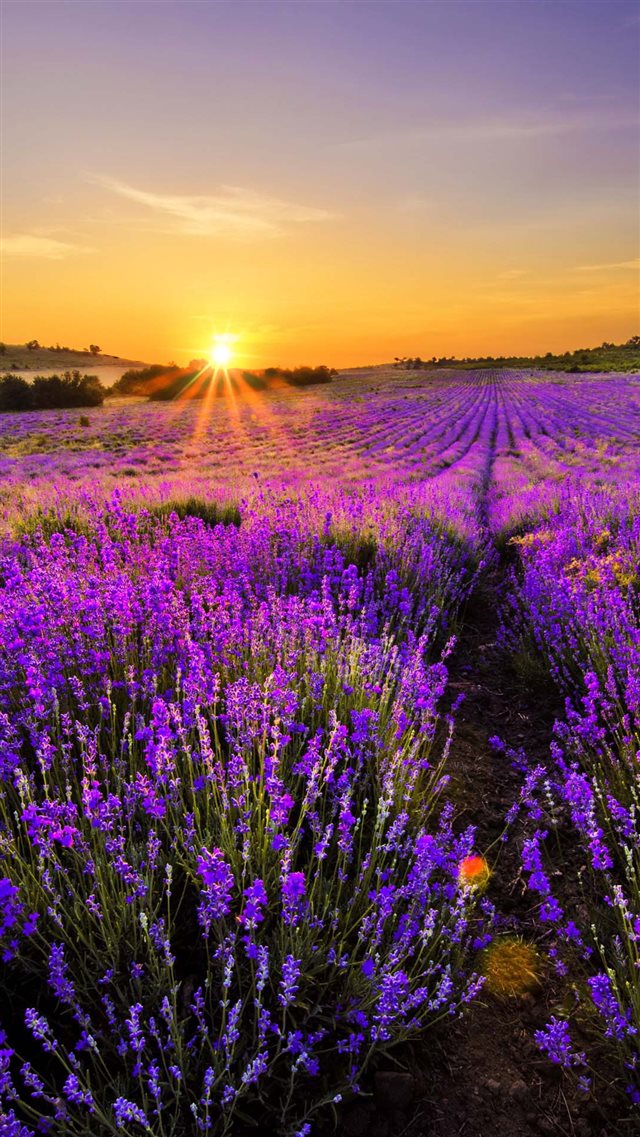Lavender World iPhone 8 wallpaper 