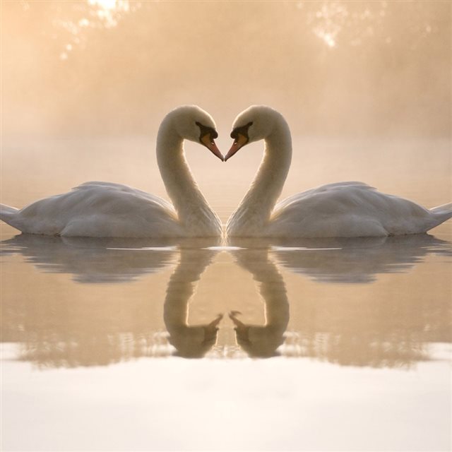 Swan Love Heart iPad wallpaper 