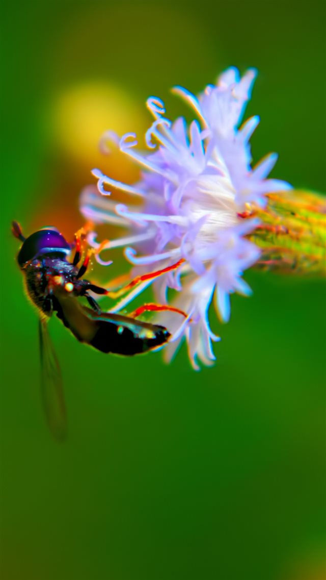 Bug On White Flower Macro iPhone 8 wallpaper 