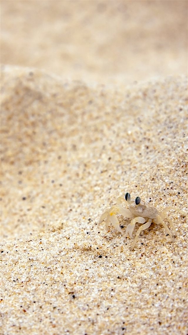 Beach Sand Crab iPhone 8 wallpaper 
