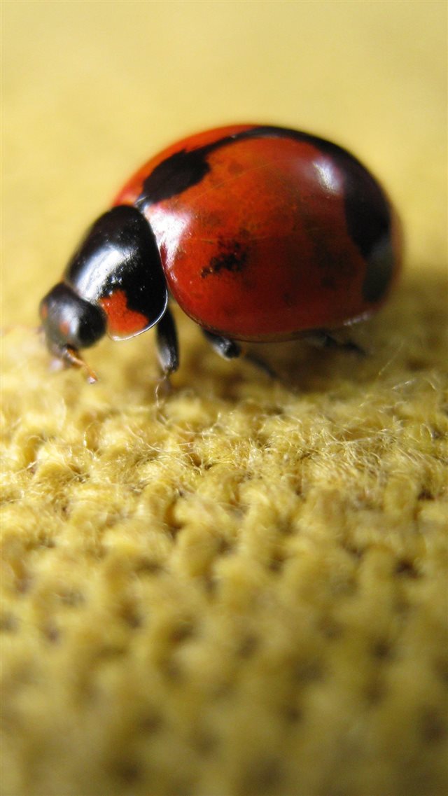 Ladybird On Flax  iPhone 8 wallpaper 