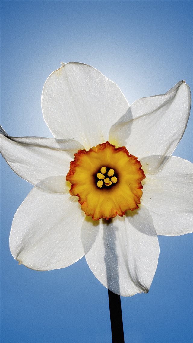 White Flower Closeup iPhone 8 wallpaper 
