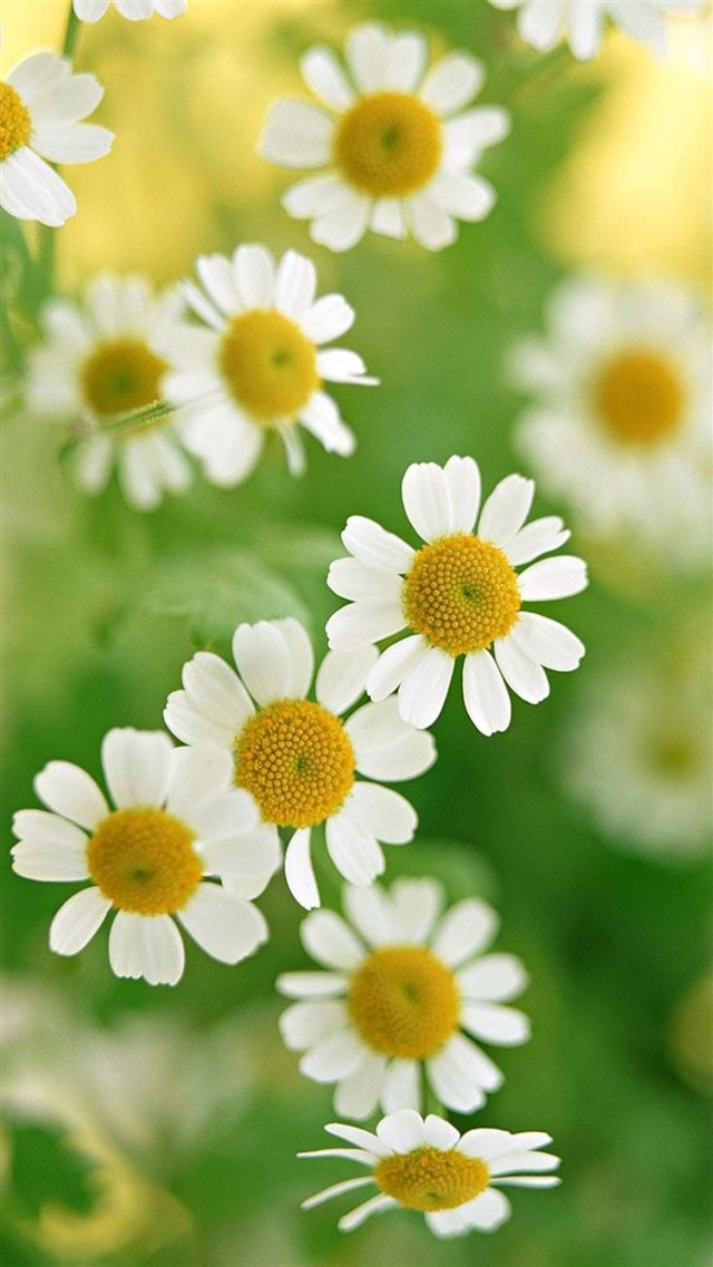 Nature White Daisy Flower iPhone 8 wallpaper 