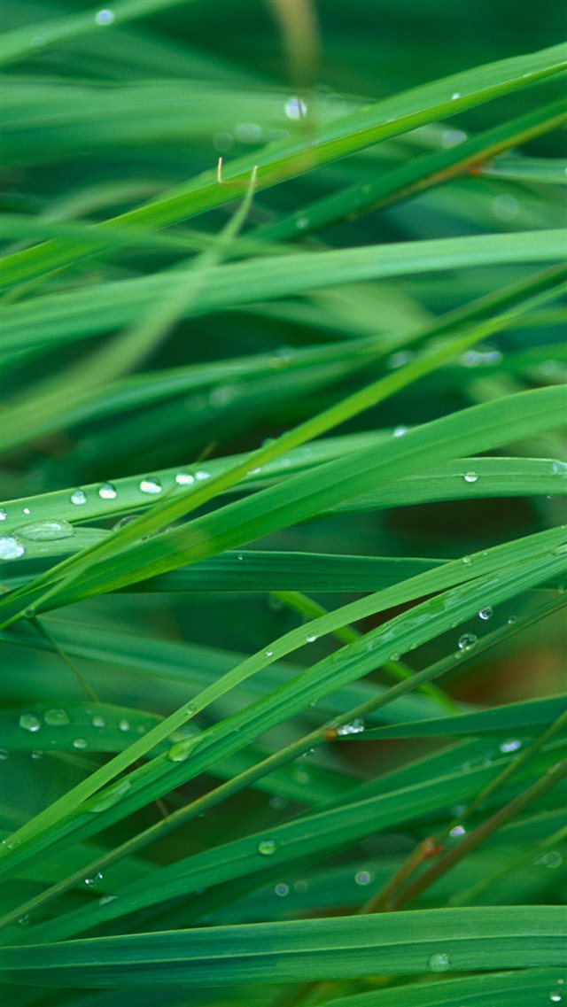 Green Dew Grass Leaf  iPhone 8 wallpaper 