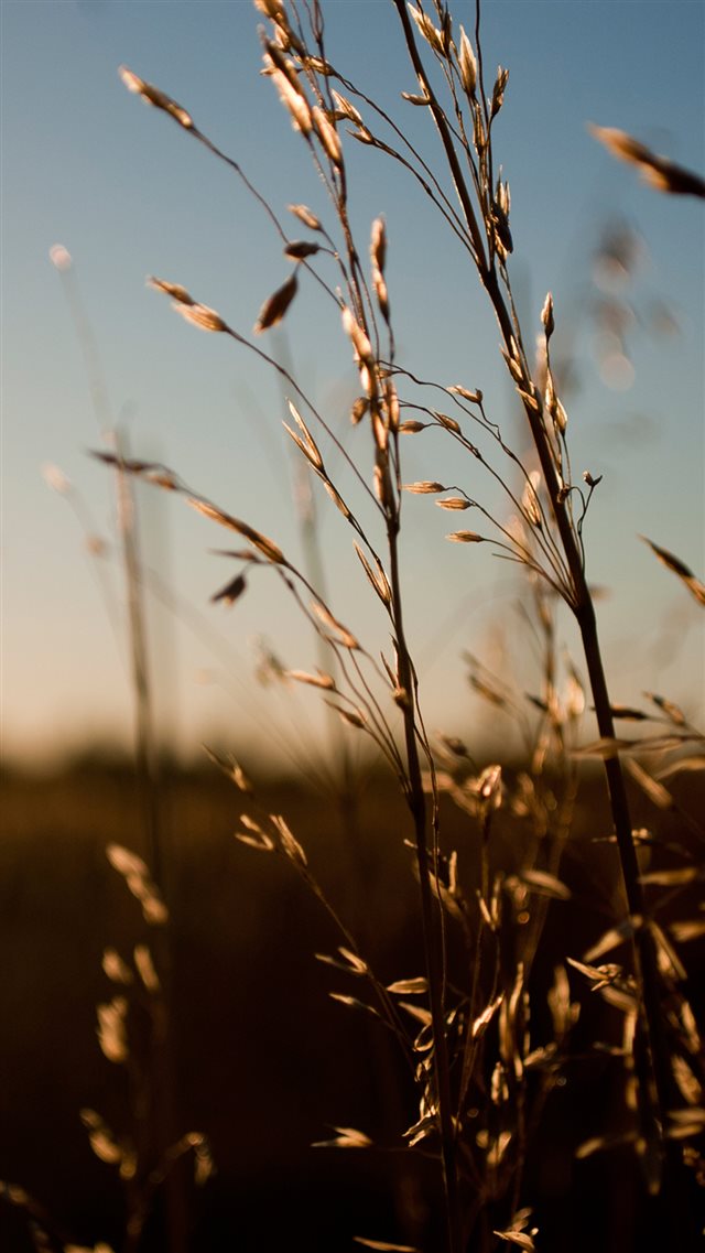Nature Sunlight Weed iPhone 8 wallpaper 