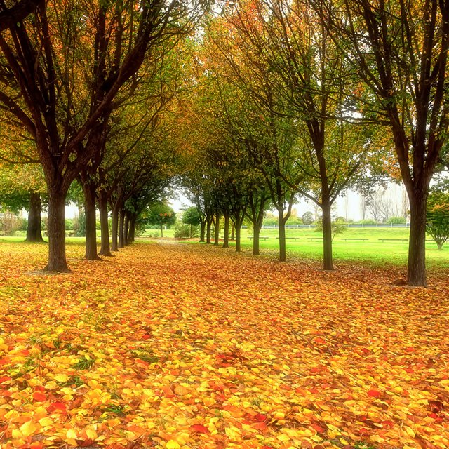 Trees In Autumn iPad wallpaper 