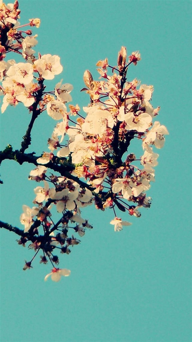 Sunny Clean White Blossom iPhone 8 wallpaper 