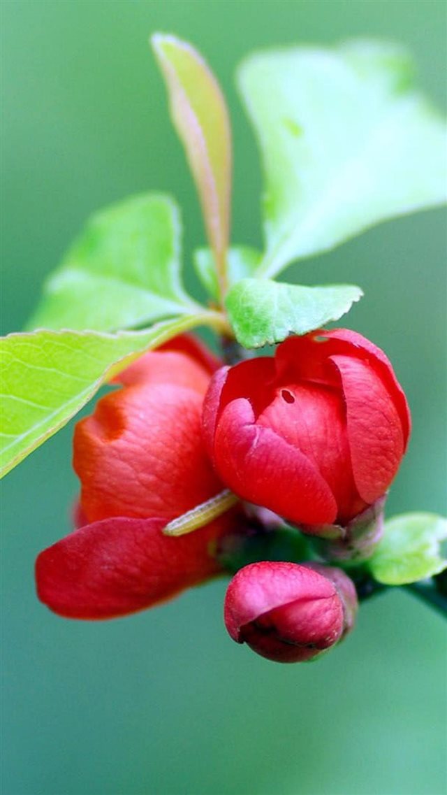 Red Flower Macro iPhone 8 wallpaper 