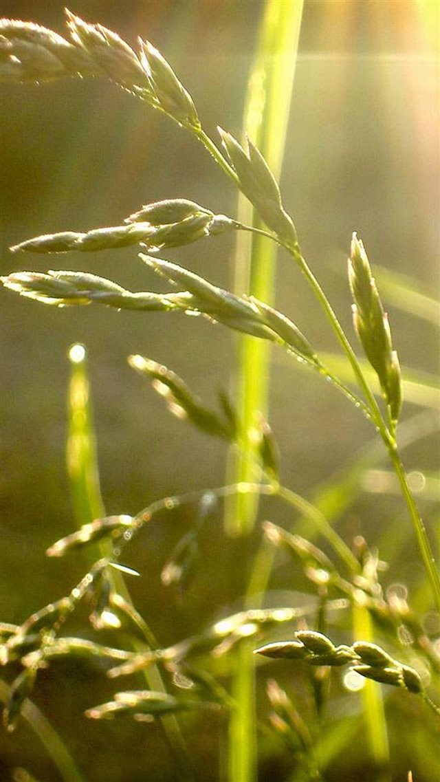 Nature Sunlight Wheat iPhone 8 wallpaper 