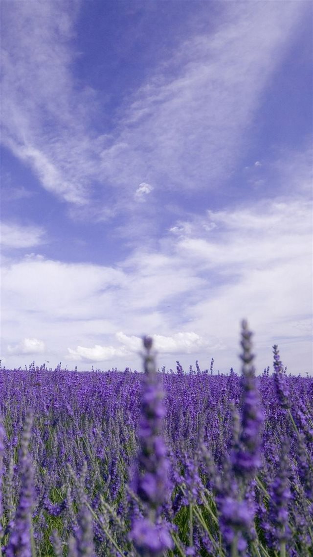 Nature Purple Lavender Garden iPhone 8 wallpaper 