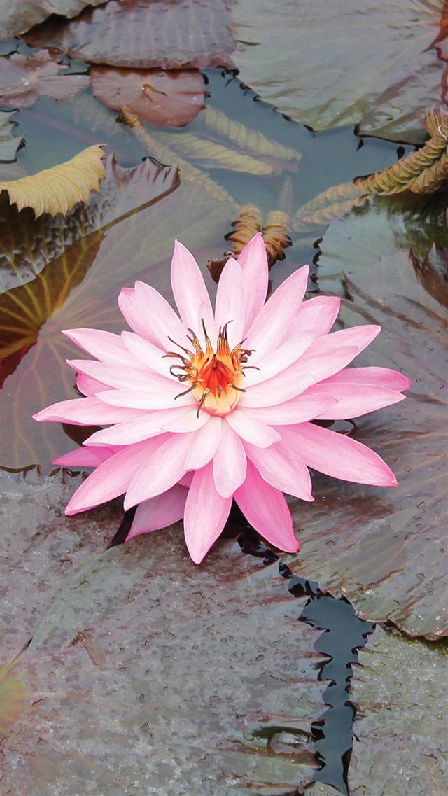 Beautiful Lotus Macro iPhone 8 wallpaper 
