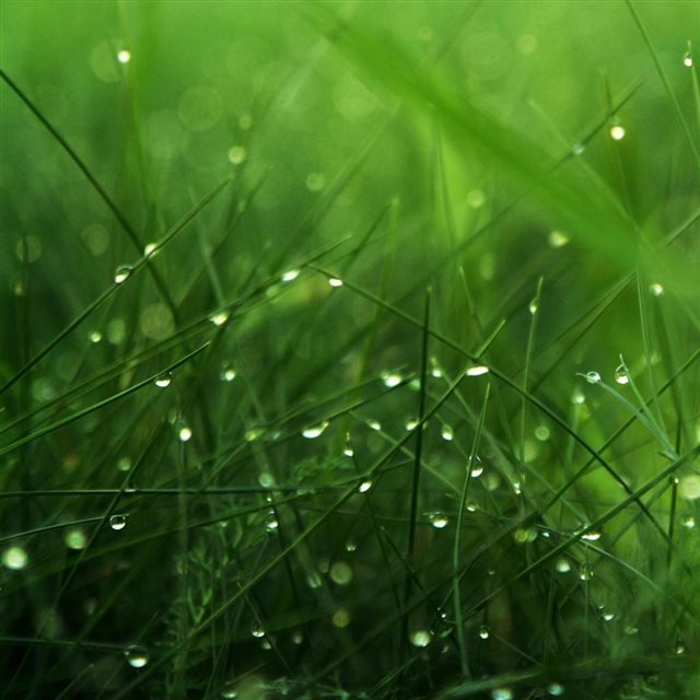 Nature Rainy Grass iPad wallpaper 