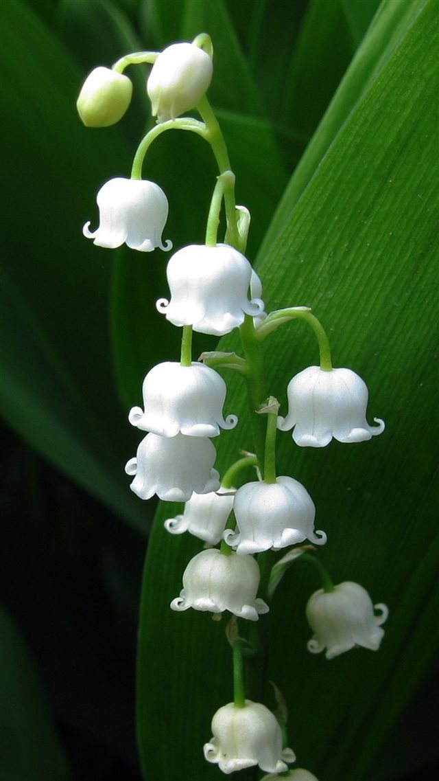 Nature Lily Of Valley iPhone 8 wallpaper 