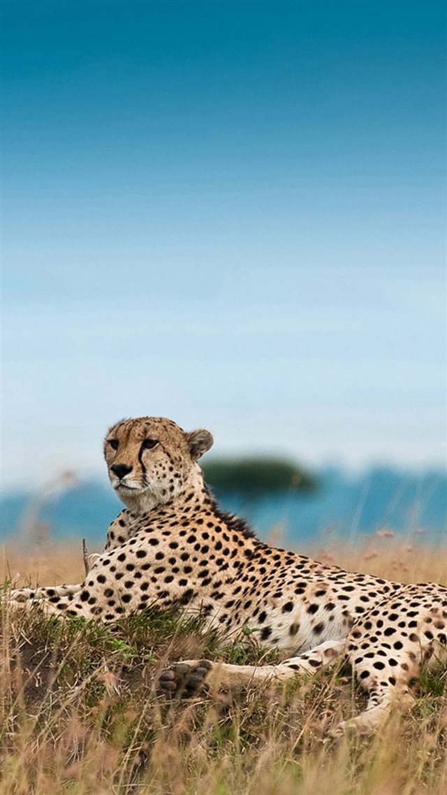 South Africa Leopard iPhone 8 wallpaper 