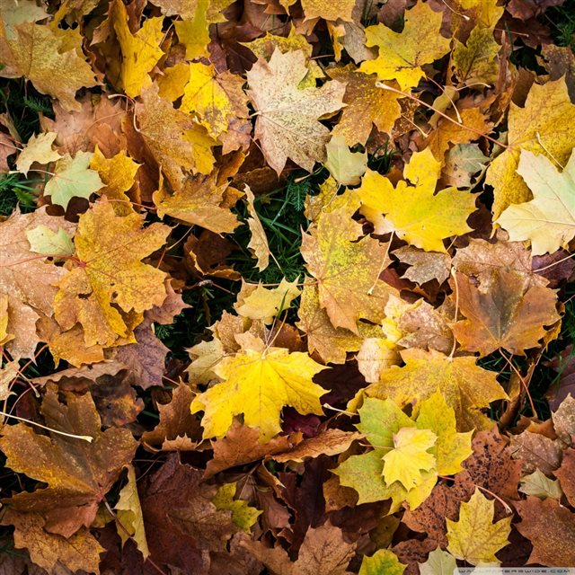 Nature Autumn Leaves iPad wallpaper 