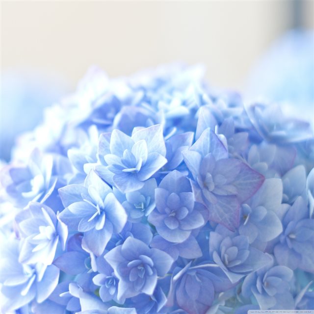 Blue Hortensia Flower iPad wallpaper 