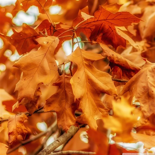 Nature Withered Golden Leaves iPad wallpaper 