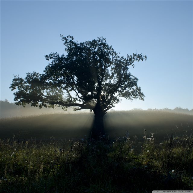 Lonely Tree At Dawn iPad wallpaper 