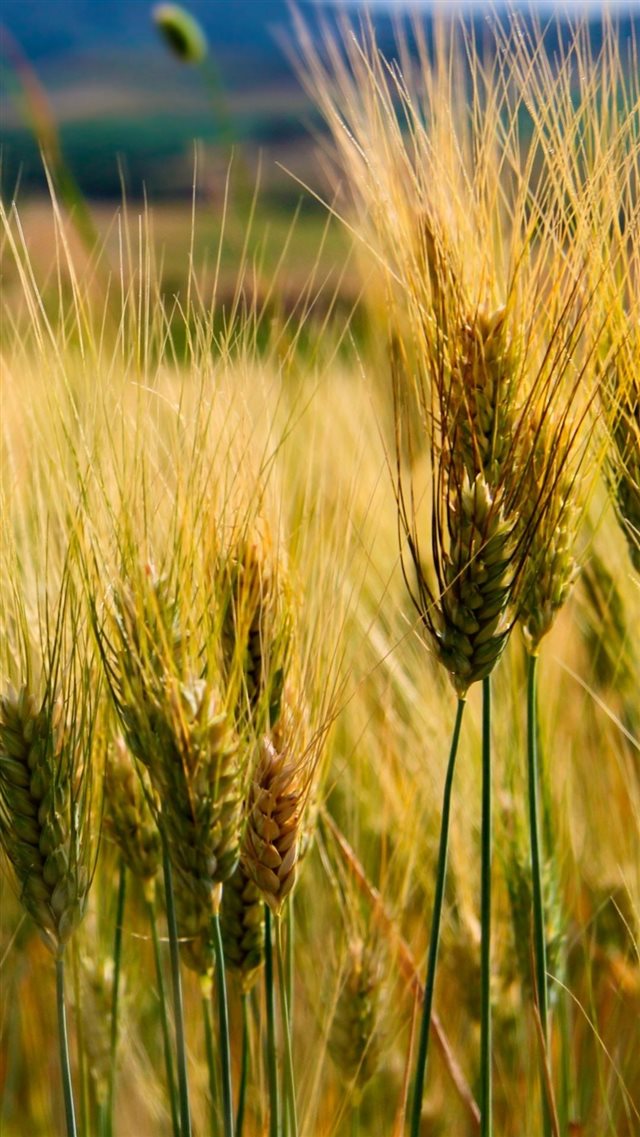Macro Wheat In Field iPhone 8 wallpaper 