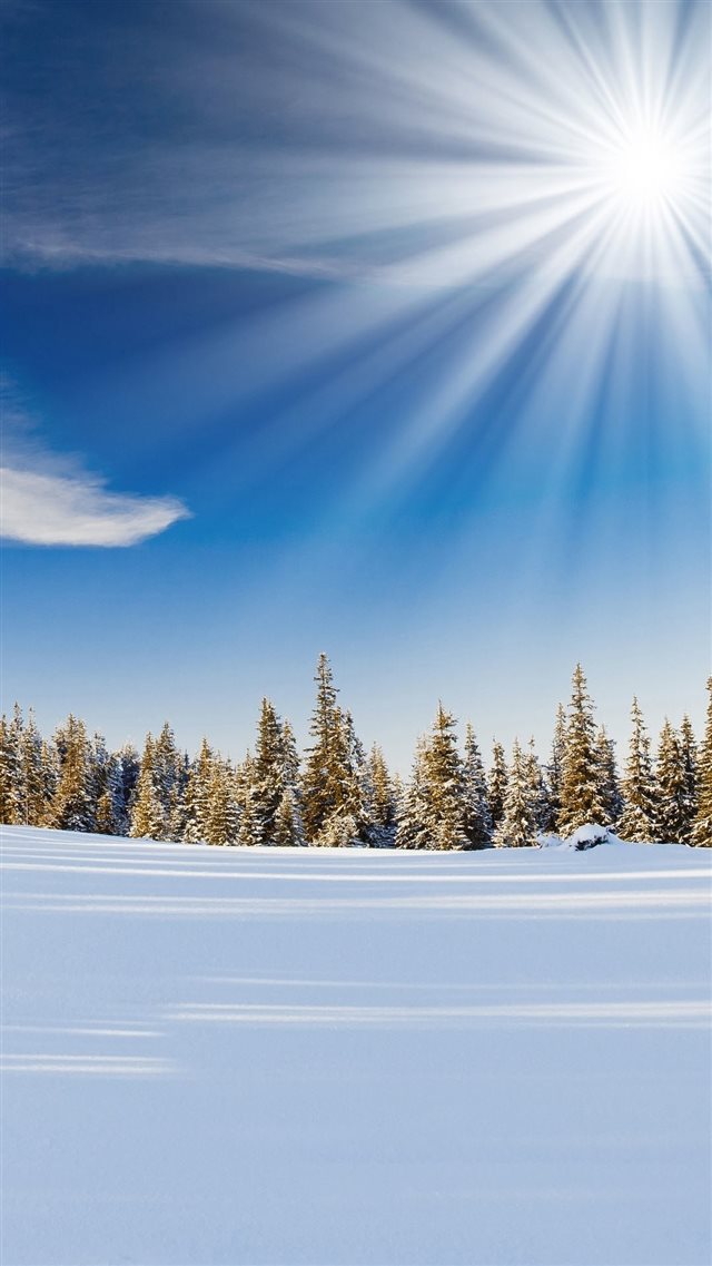 Winter Sunlight Snowy Forest iPhone 8 wallpaper 