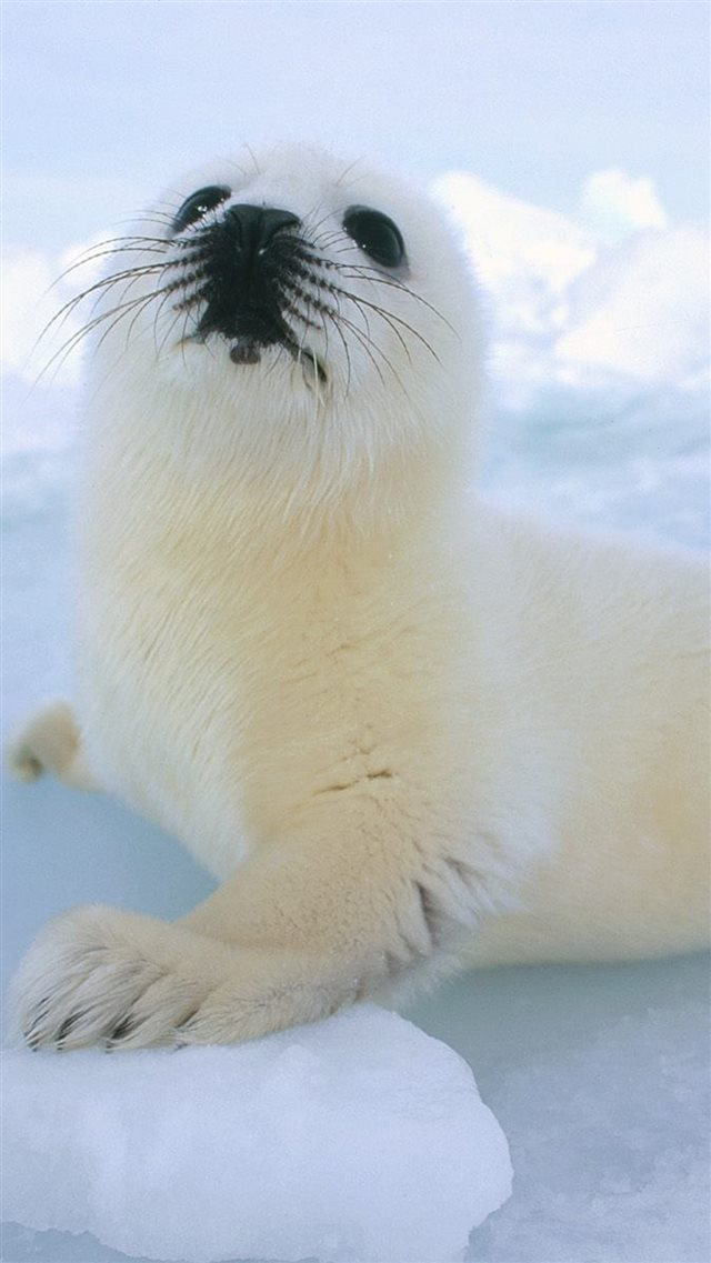 Cute Sea Lion On Icy Block iPhone 8 wallpaper 
