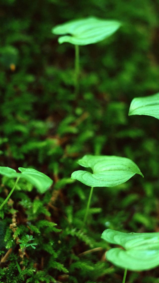 Green Bud Leaf Macro iPhone 8 wallpaper 