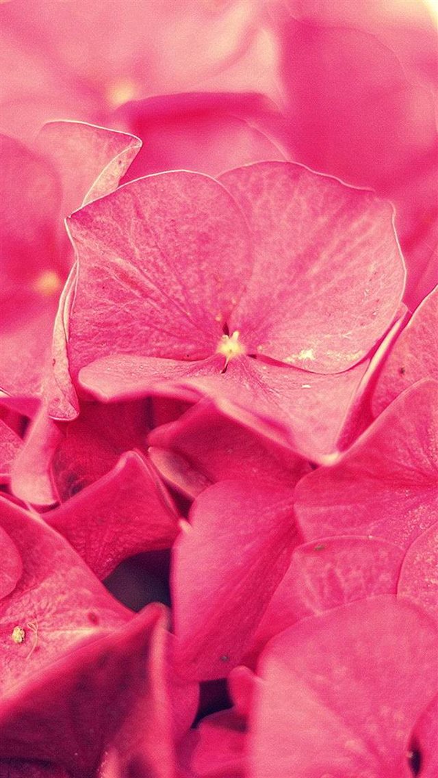 Overlap Flower Petals iPhone 8 wallpaper 