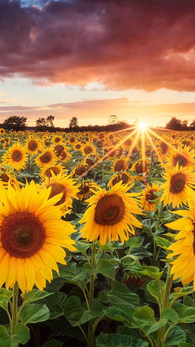 Sunflowers Bavaria  Germany iPhone 8 wallpaper 