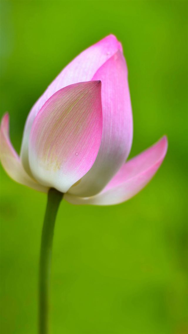 Lotus Bud Flower Macro iPhone 8 wallpaper 