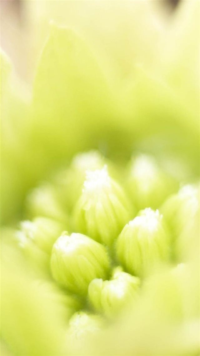Warm Flower Bokeh iPhone 8 wallpaper 