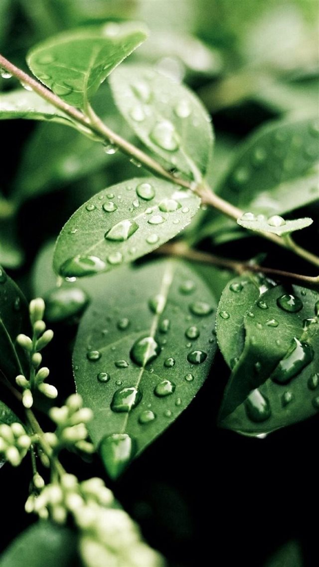 Macro Water On Green Leaves iPhone 8 wallpaper 
