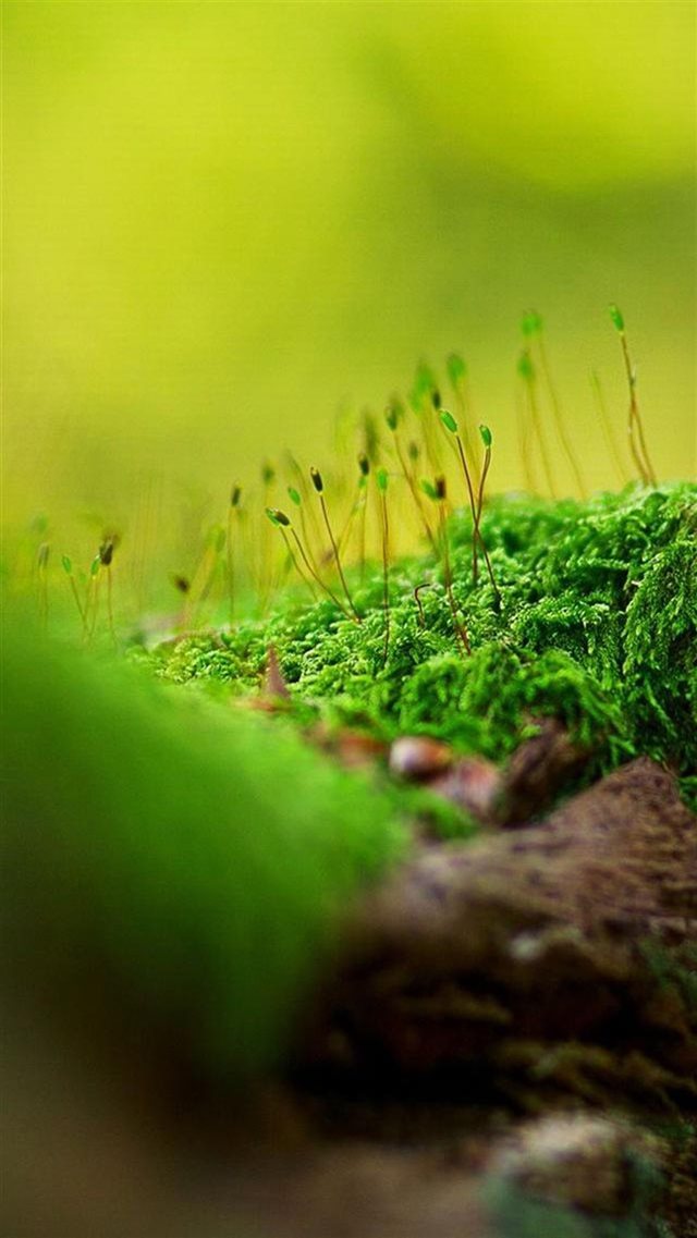 Nature Spring Budding Landscape iPhone 8 wallpaper 