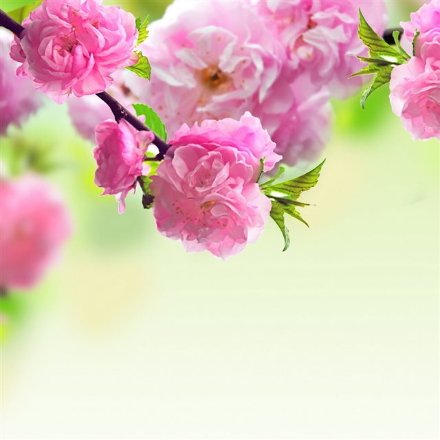 Nature Spring Pink Flower  iPad wallpaper 