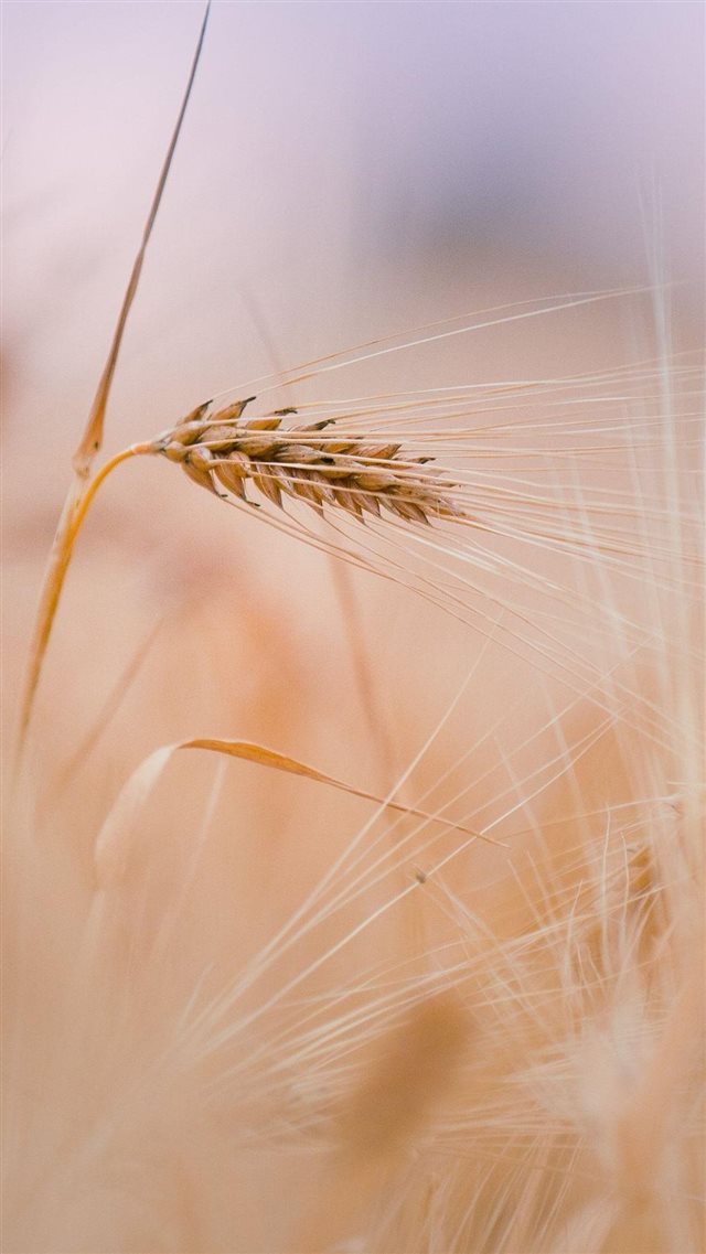 Wheat In Field iPhone 8 wallpaper 