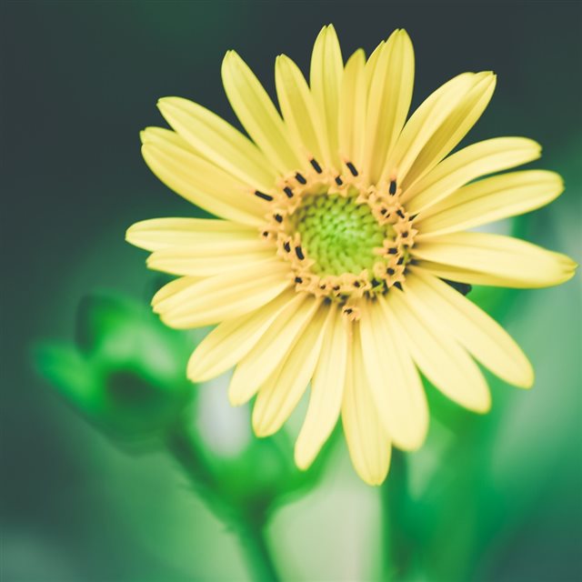 Yellow Flower Macro iPad wallpaper 