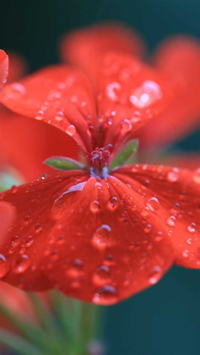 Geranium Red Drops Macro iPhone 8 wallpaper 