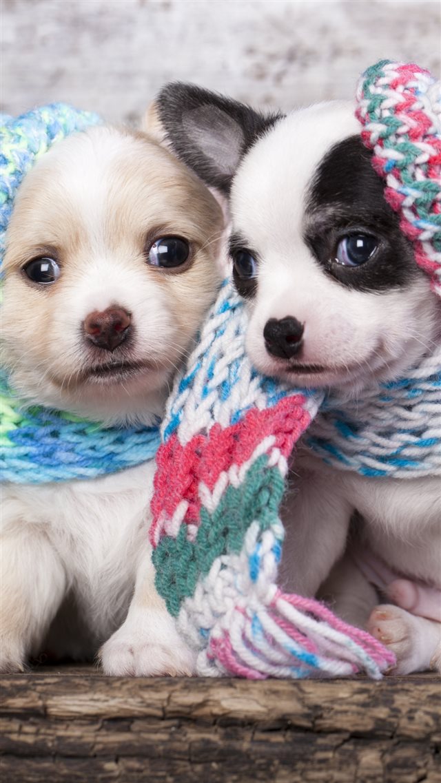 Cute Scarf Puppy Dog Couple iPhone 8 wallpaper 