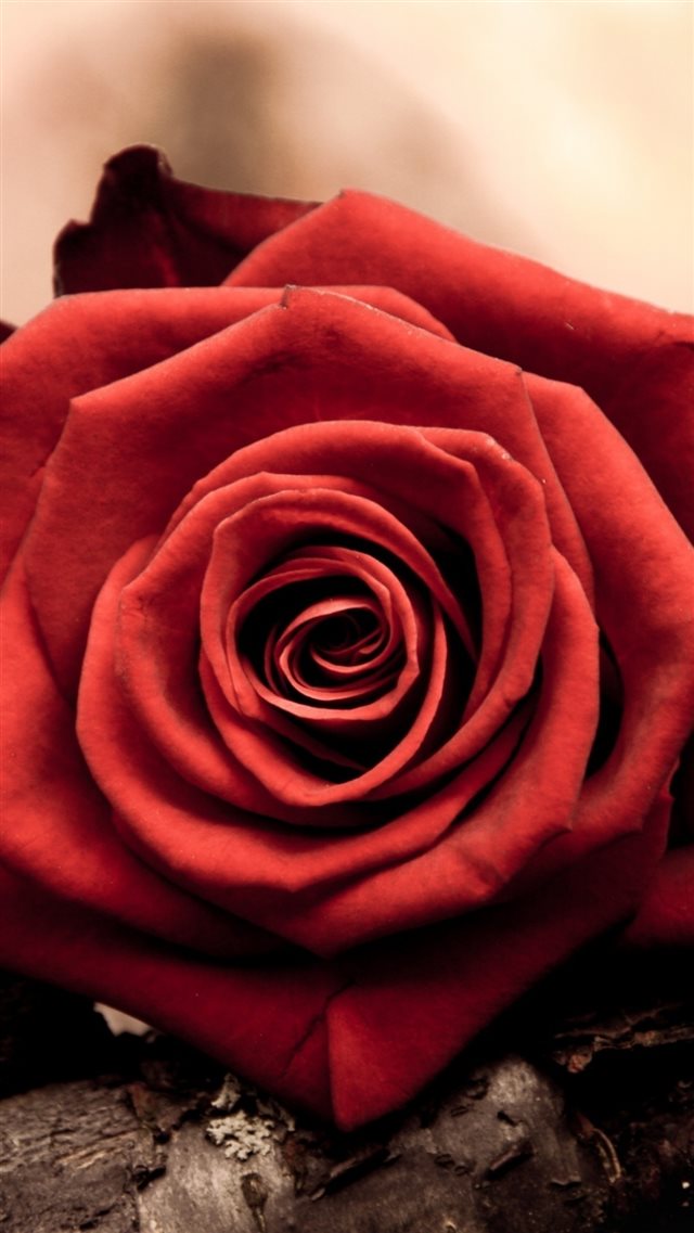 Rose Bud Red Petals Macro iPhone 8 wallpaper 