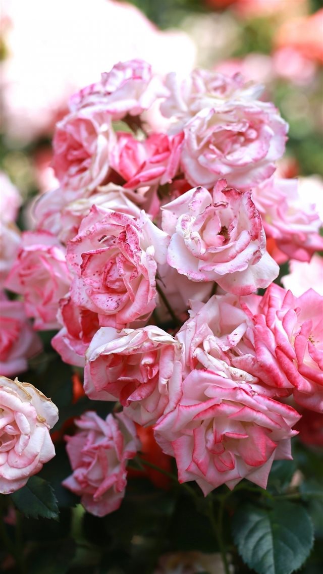 Rose Pink Buds Blooms iPhone 8 wallpaper 