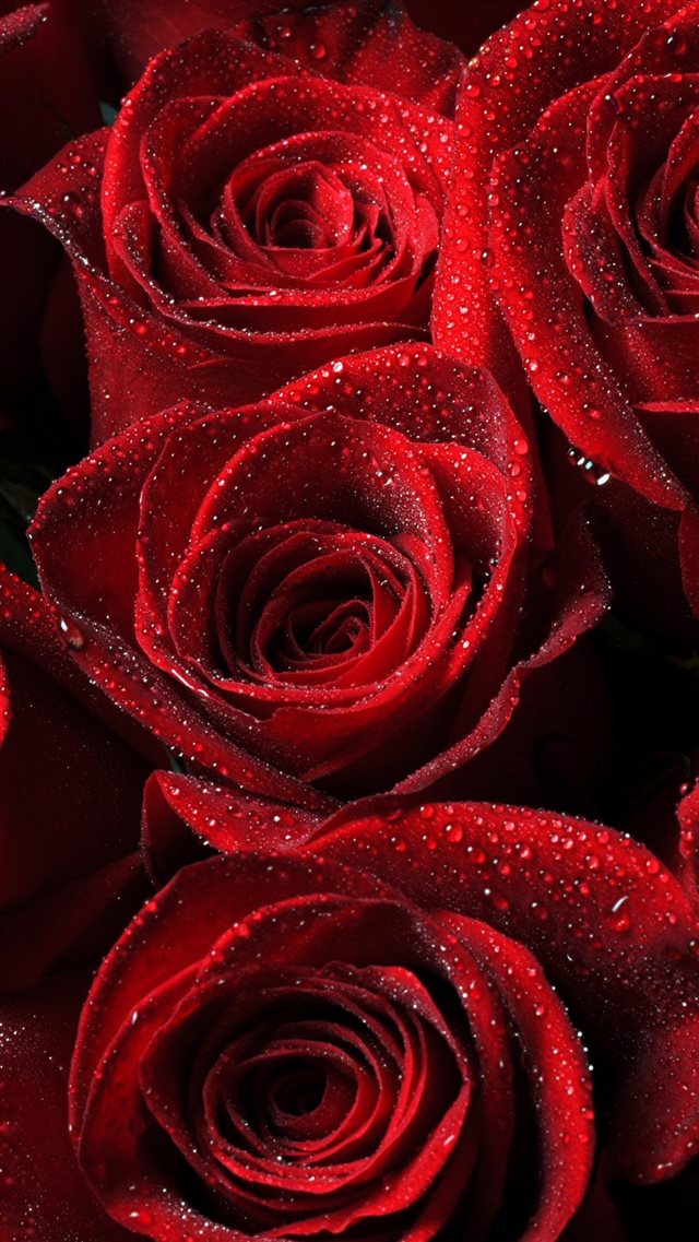 Roses Red Drops Petals iPhone 8 wallpaper 