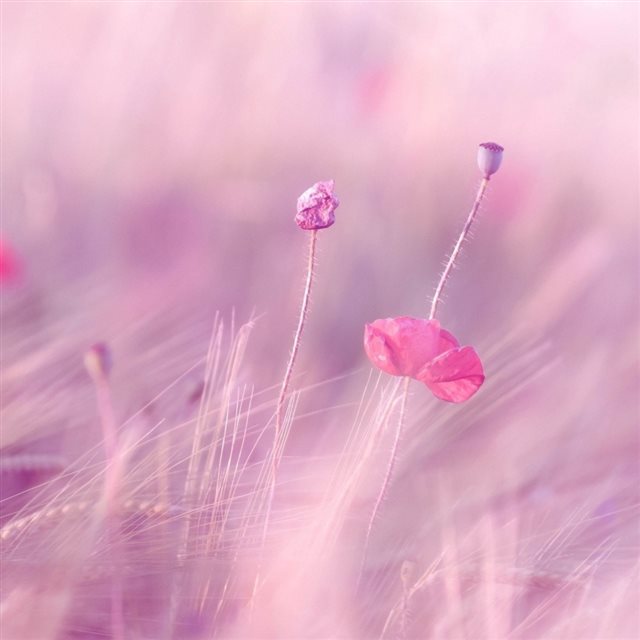 Wheat Field Poppies Flowers Blur Wind iPad wallpaper 
