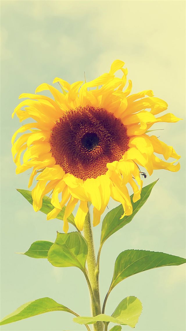 Beautiful Sunflower Macro iPhone 8 wallpaper 