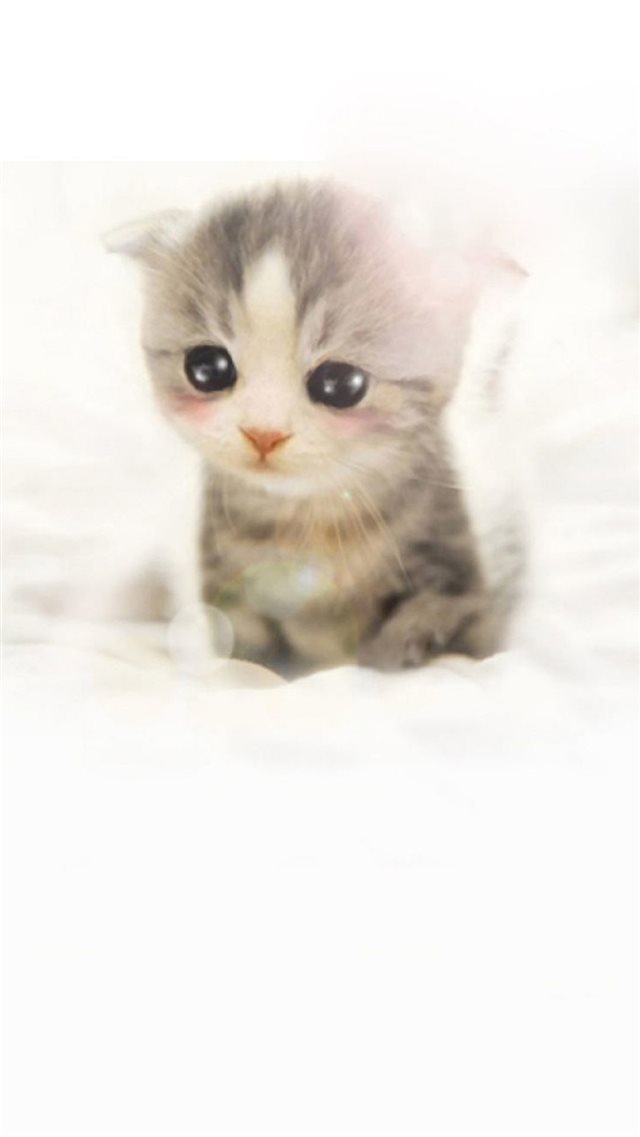 Cute Scottish Fold Kitten iPhone 8 wallpaper 