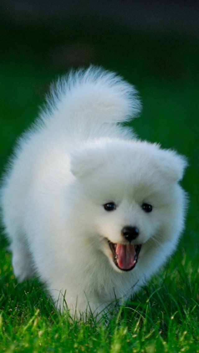 Cute Puppy Running On Grassland iPhone 8 wallpaper 
