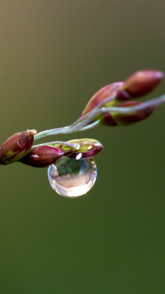 Dew On Blooming Cherry Flowers iPhone 8 wallpaper 