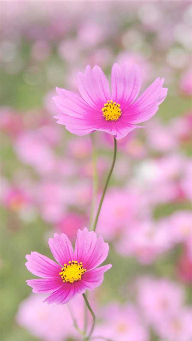 Nature Happy Gesang Flower iPhone 8 wallpaper 