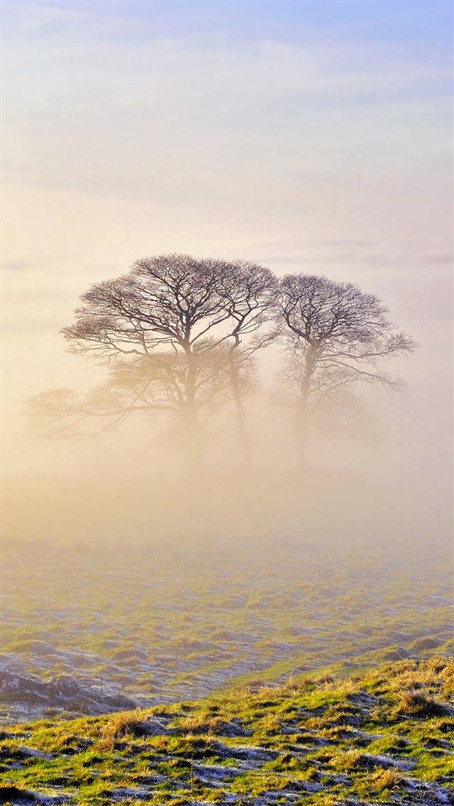 Lonely Tree In Mist iPhone 8 wallpaper 