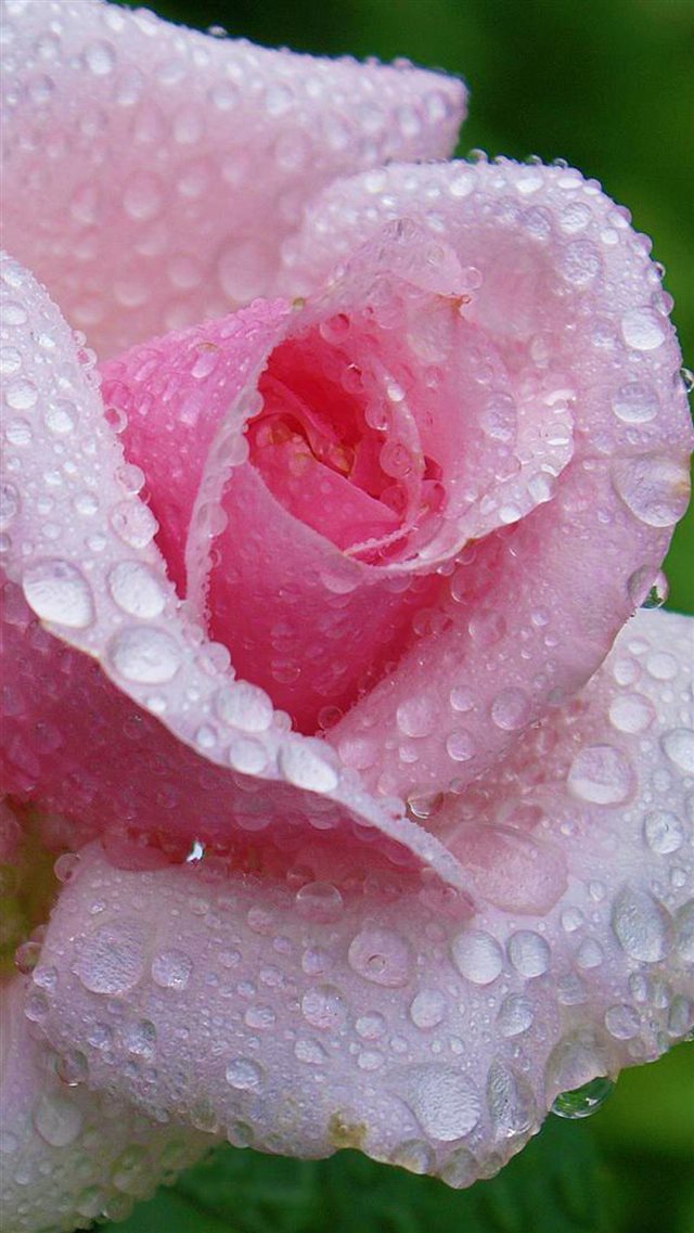 Fresh Dew Rose Macro iPhone 8 wallpaper 
